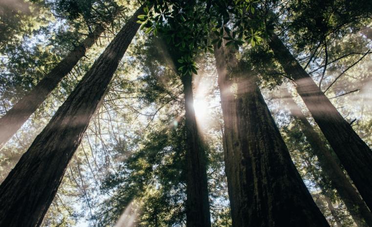 Redwoods Spencer Backman Unsplash